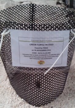 The nest ~ G/13.11.26.094!