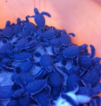 Our first newborn batch of 2014! Green Sea Turtle!