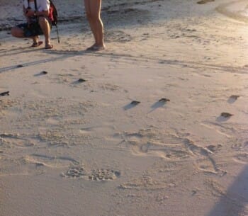 Racing to the sea...