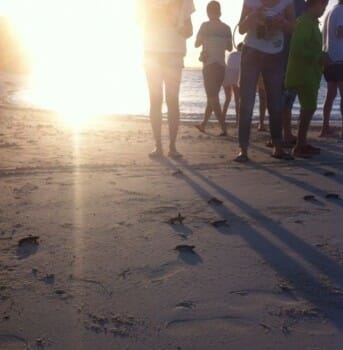 Sunrise ~ guest ~ baby turtle