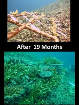 Coral growth after 19 months 