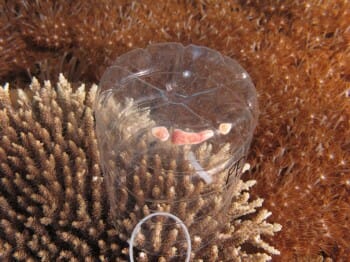 Coral eggs!