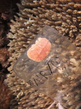 Coral eggs!