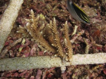The corals overgrown the cable tie
