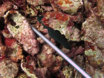 5 inch Nudibranch