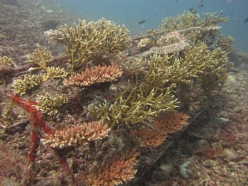 Coral Frame No.2