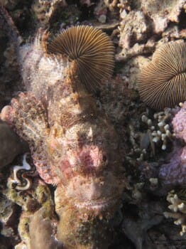 Scorpion Fish