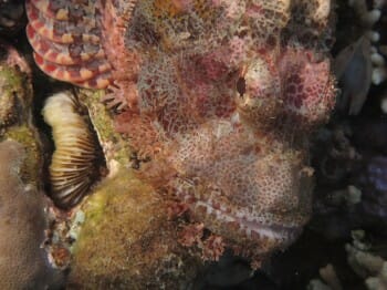 Scorpion Fish