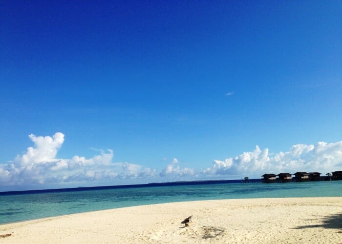 photo 1 (2)
