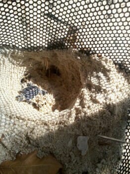 Baby turtle